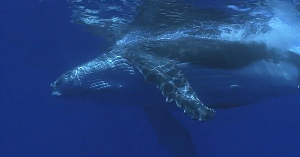 protecting-whales-from-ship-strikes