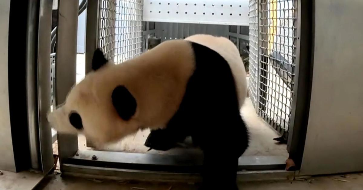 pandas-from-china-arrive-in-washington,-dc.