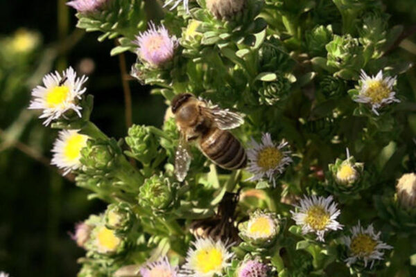 how-honeybees-can-be-used-to-collect-environmental-data