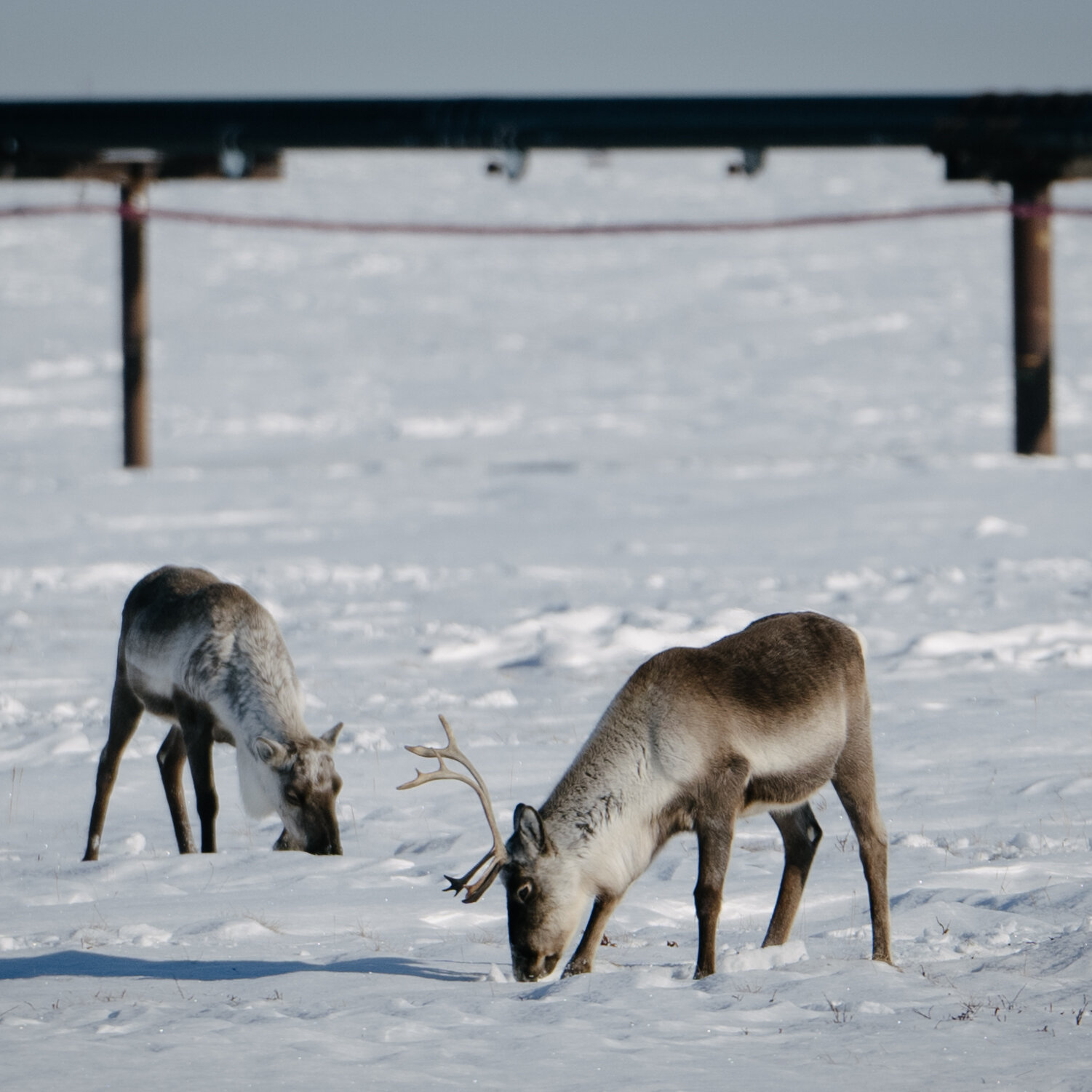 what-trump’s-re-election-could-mean-for-animals