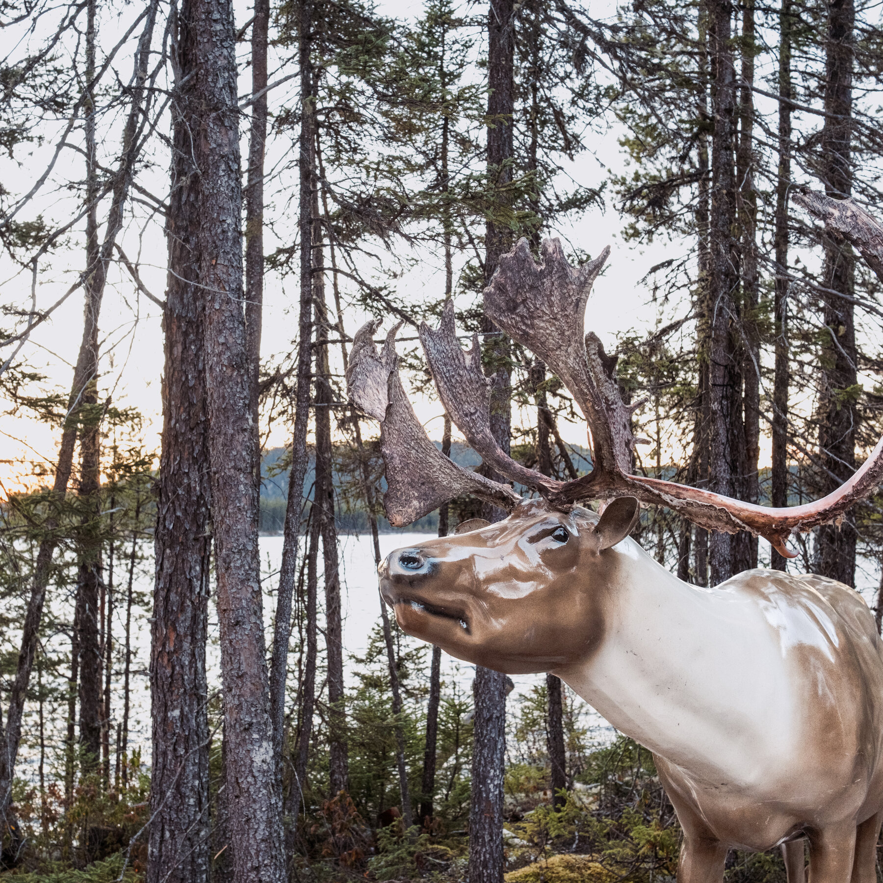 an-indigenous-group-in-quebec-tries-to-keep-the-caribou-alive