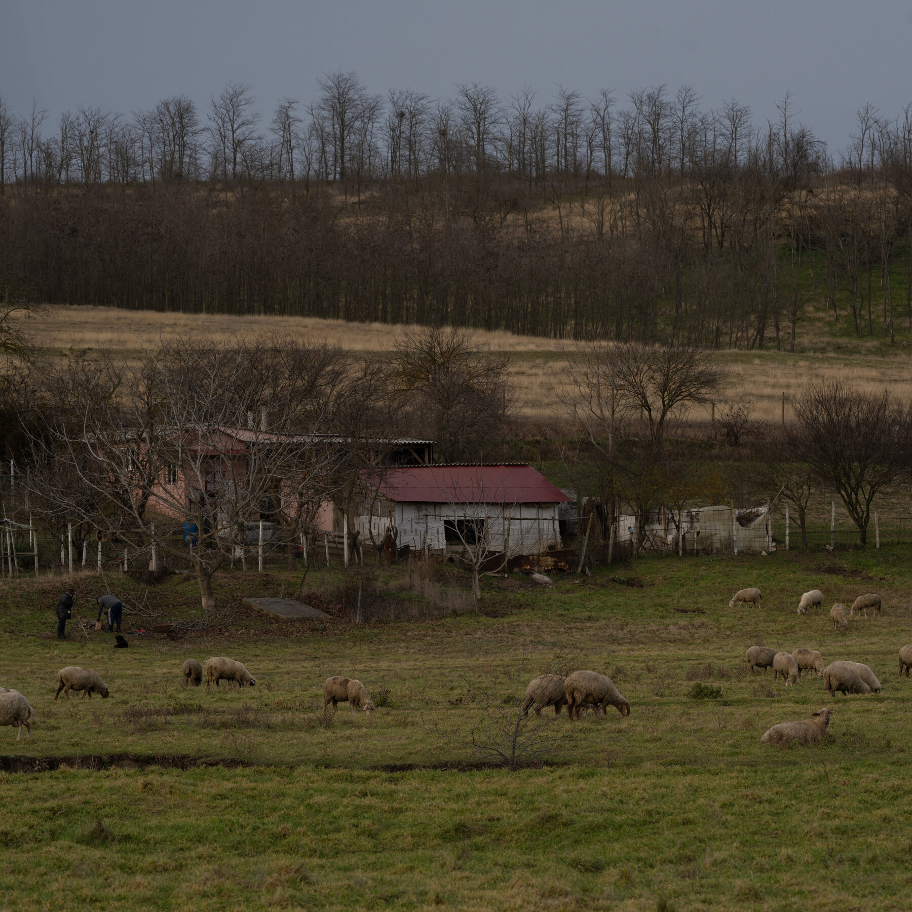 in-romanian-village,-anger-fuels-support-for-ultranationalist-‘messiah’