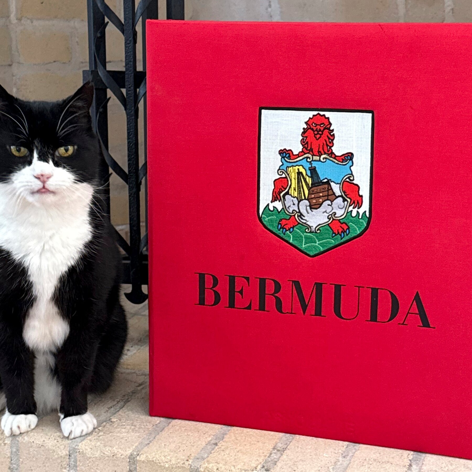 palmerston,-the-british-foreign-service-cat,-takes-up-new-post-in-bermuda