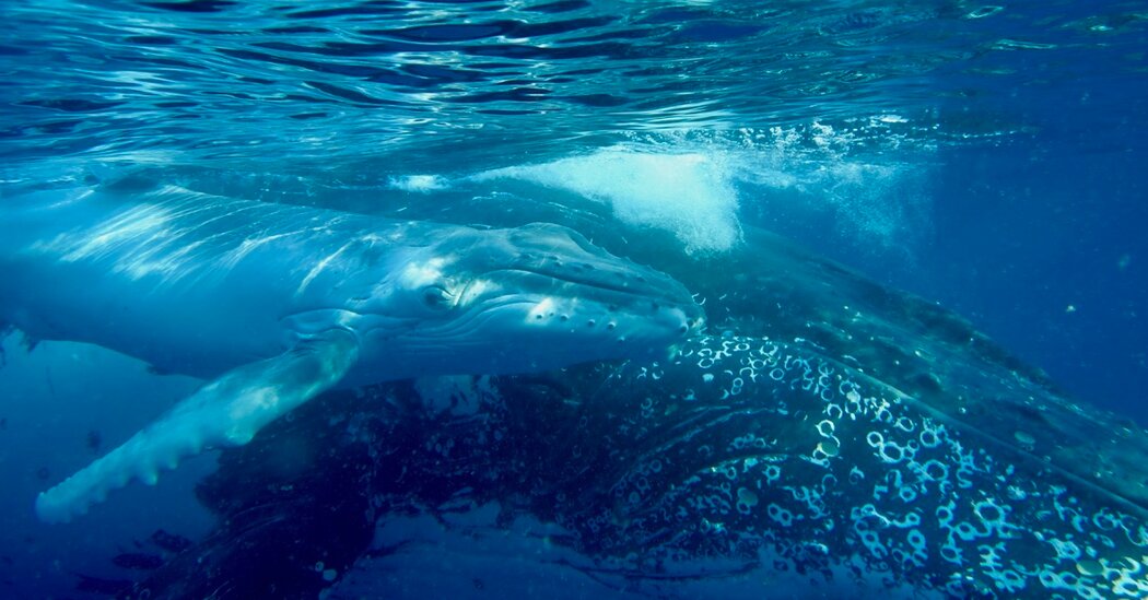 humpback-whales-sing-the-way-humans-speak