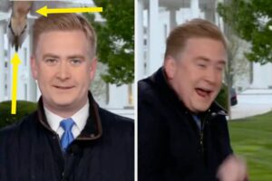 this-video-of-a-fox-news-reporter-being-attacked-by-a-bird-is-going-viral