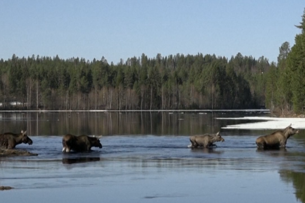 the-‘great-moose-migration’-livestream-captivates-sweden