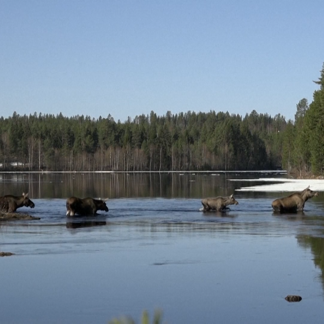 the-‘great-moose-migration’-livestream-captivates-sweden